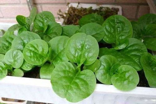 木耳菜， 好养活