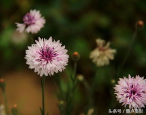紫色矢车菊，神秘花语