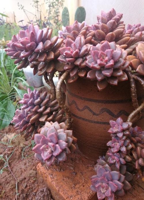 多肉叶子变紫红，是晒伤还是正常变色？原因揭秘！