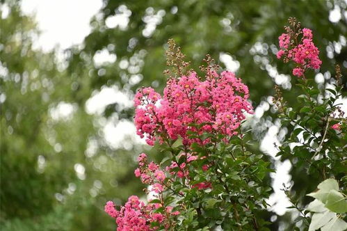 菩提树下的大智慧