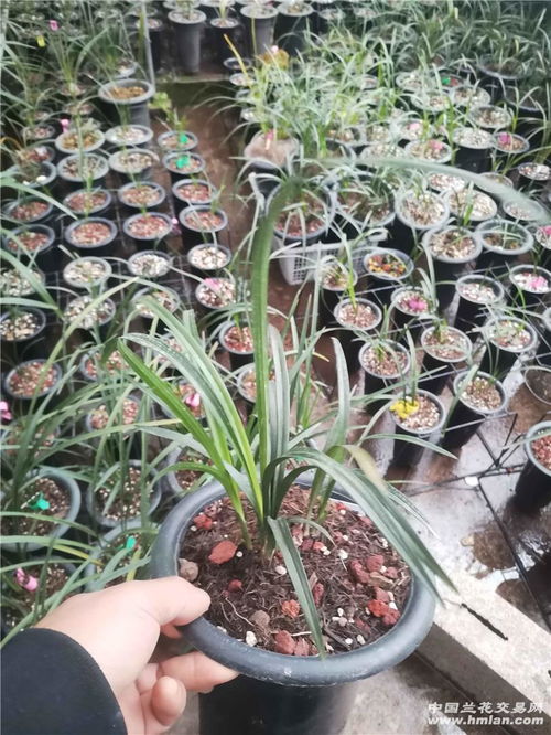 常见果树盆景：比普通花草梗大气