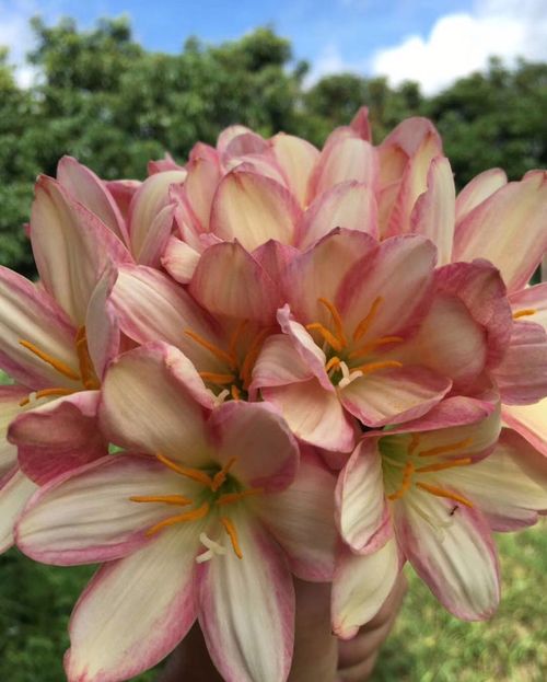 一喷红价格揭秘