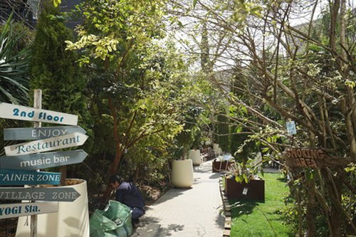 早春花园空荡荡，2-3月种些啥花儿好？