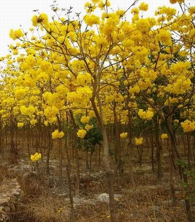 生命， 如风一样流过