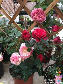 冬天搬来搬去， 月季花开得早