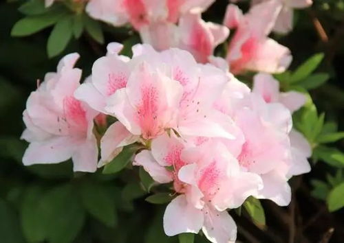 抗寒耐热花卉的种植