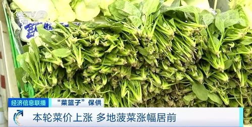 山东菠菜茼蒿价格持续上涨，原因及影响分析