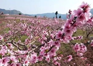 屋前种桃树，春意盎然！