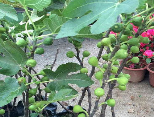 无花果树种植与栽培，掌握关键技术