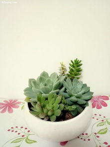 武汉小区物业的植物换种记