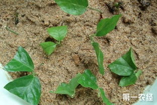 紫药水，小时候的记忆