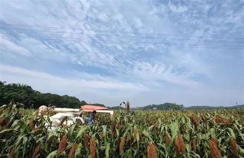 蹲田埂八年， 我明白了新疆种植的奥秘