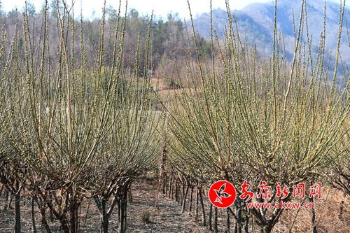 梅花之美，各有千秋