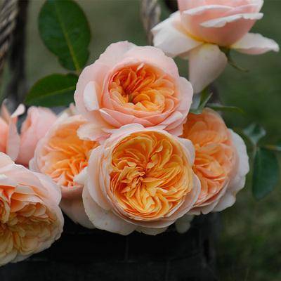 朱丽叶月季， 花开如梦