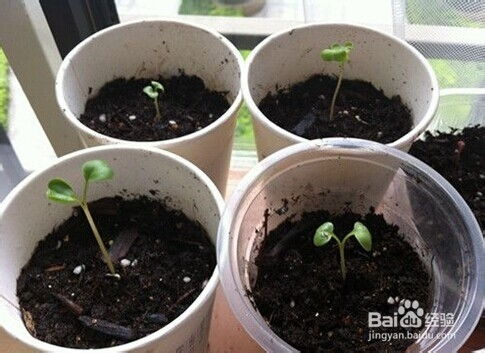 太阳花小苗需水量多大？如何掌握浇水频率