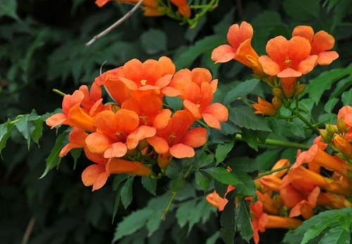 凌霄花：母亲之爱与依附象征