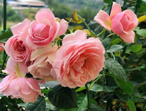 国际名品， 本土创新