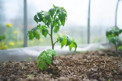 干旱天气下乙草胺喷药后要注意什么？