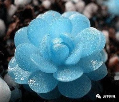 多肉植物在什么温度下生长最为适宜