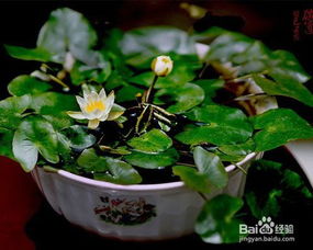 睡莲适宜生长的温度范围揭秘