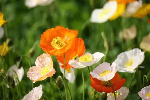 草本花卉的种类