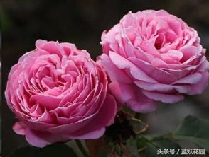 我的减肥之路，从跳绳开始