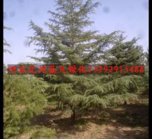 雪松树苗实拍图
