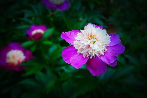 芍药在哪个季节种植最为适宜？