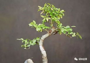 金银花盆景根变粗秘诀，如何快速增粗