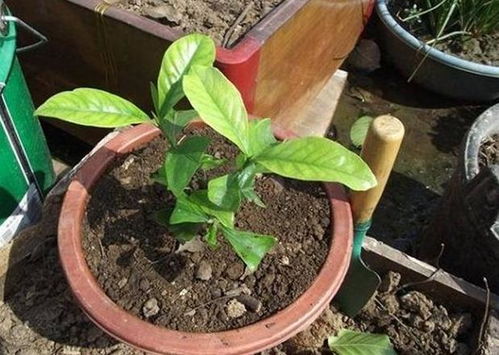 夏日花事：哪些花苞需谨慎遮荫？