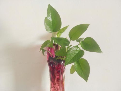 错误二：浇水不当