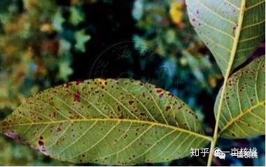 常见核桃树病害及用药