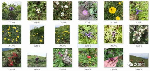 庞大的数据库与高效的算法