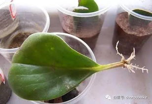 豆瓣绿可以通过扦插繁殖吗？这种方法是否适用于这种植物