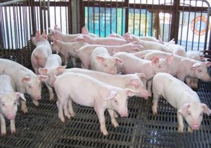 规模化生态养猪的未来发展趋势是什么？