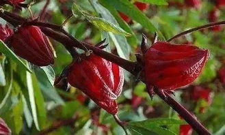 玫瑰花洛神花泡水，养生功效有哪些
