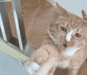 猫的寿命通常在12-15年左右
