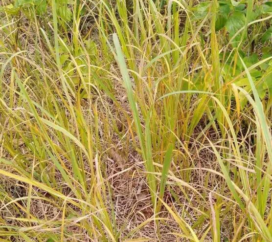 乙氧氟草醚：杂草的终结者？