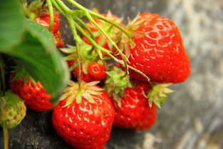 防治芽虫， 注意事项多