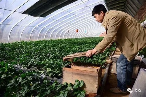 百菌清与蜜蜂， 一场意外的相遇