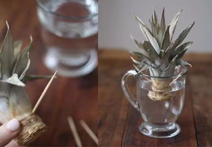 牛油果核种植，如何让它生根发芽