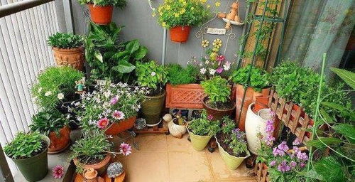 淘宝有机肥料，养花好帮手