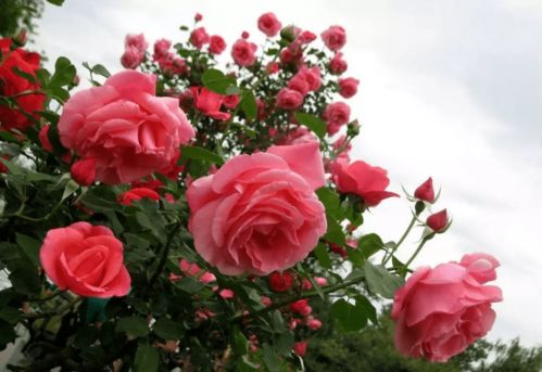 经济价值：花中宝库， 用途多多