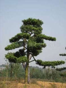 优质海棠， 价格透明