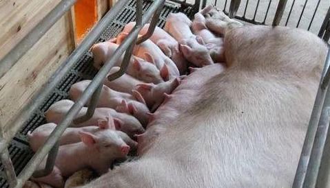 仔猪常见疾病：黄白痢、呼吸道病