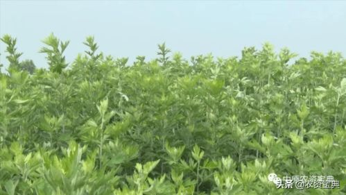 科技与自然优势的结合