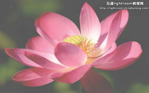 拍照识别， 那些你不知道的事