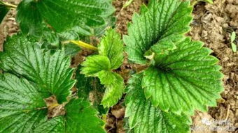 草莓种植里的三环唑，到底靠谱不靠谱？