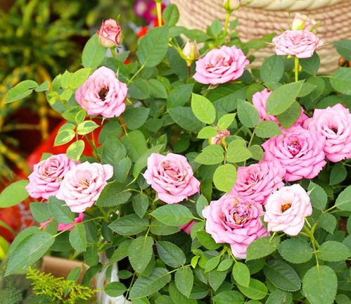 2月：开始萌动，准备翻盆