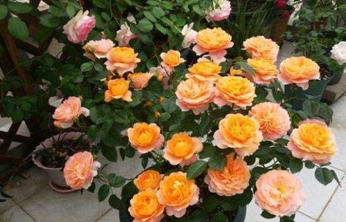 月季的养护环境要保证通风良好